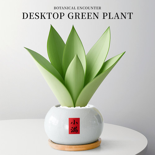 白玉虎皮兰绿植盆栽室内植物名贵稀有品种客厅办公室桌面盆景花卉