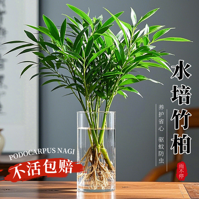 驱蚊竹柏水培盆栽驱蚊竹