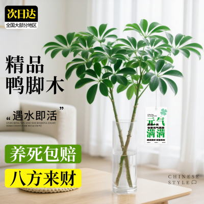 鸭脚木水培植物盆栽绿植水养八方来财室内客厅桌面盆景大老桩树苗