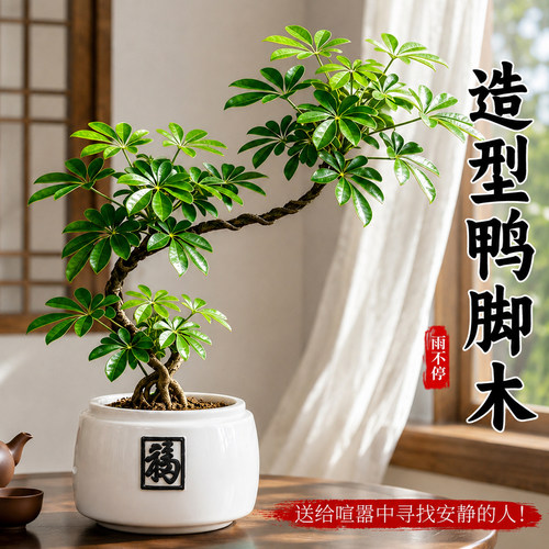 飘枝鸭脚木盆栽八方来财造型鸭掌木室内客厅招财旺宅绿植中式盆栽
