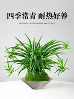 Hydroponic golden-edge spider plant, all-season indoor potted plant, roll-leaf hanging flower, green plant, living room, office, desktop potted plant thumbnail 8