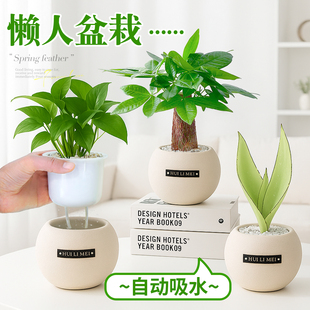 发财树绿萝绿植室内小盆栽桌面易活绿箩办公室桌面植物幼儿园好养