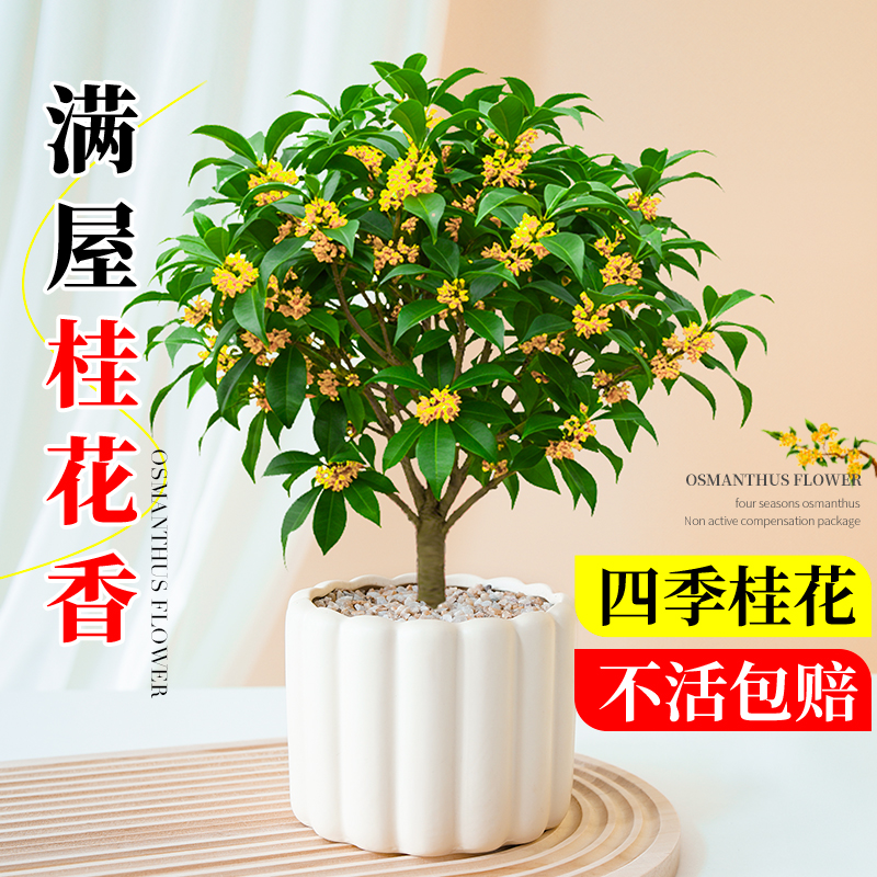 桂花树苗室内盆栽带花苞月月桂好养办公室桌面花卉绿植四季小盆景