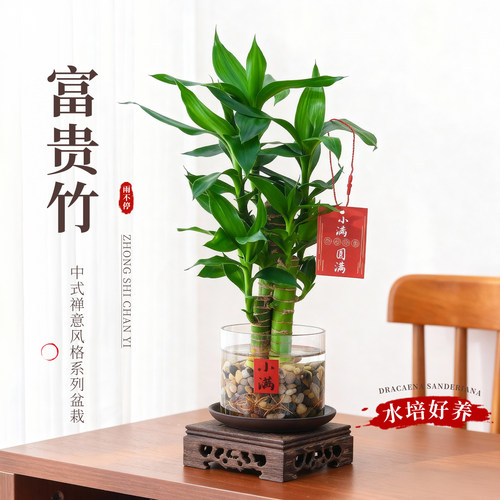 文昌竹水培植物富贵竹绿植盆栽植物客厅办公室内桌面盆景四季好养
