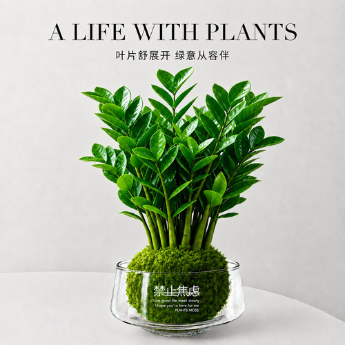 金钱树摇钱树苔玉苔藓球