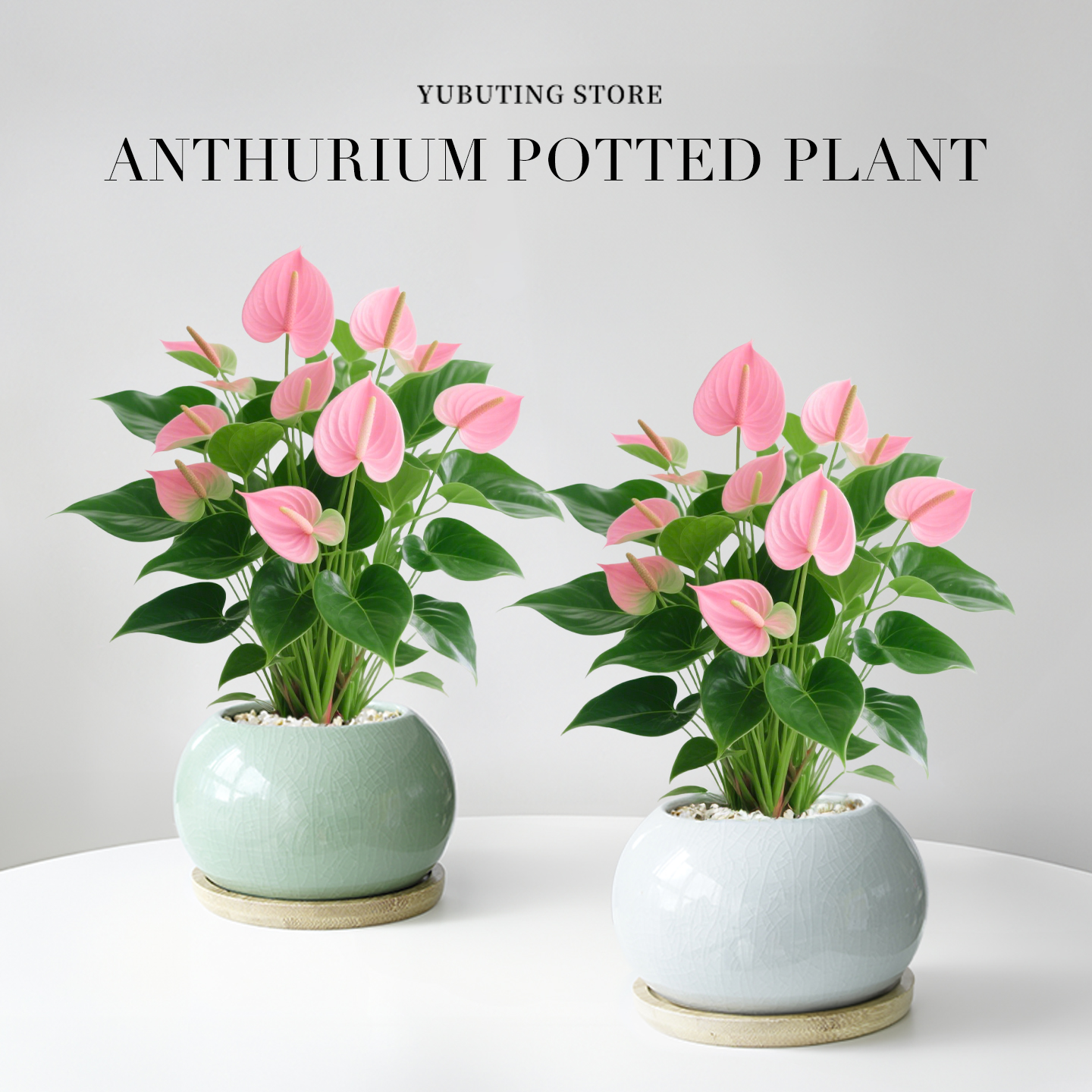 粉掌盆栽花卉绿植带花室内植物客厅办公桌面盆景净化空气四季好养