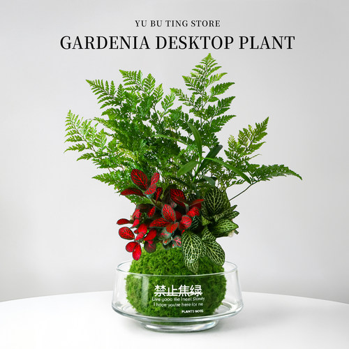 水培植物苔藓球微景观网纹草盆栽狼尾蕨绿植办公室内桌面蕨类花卉