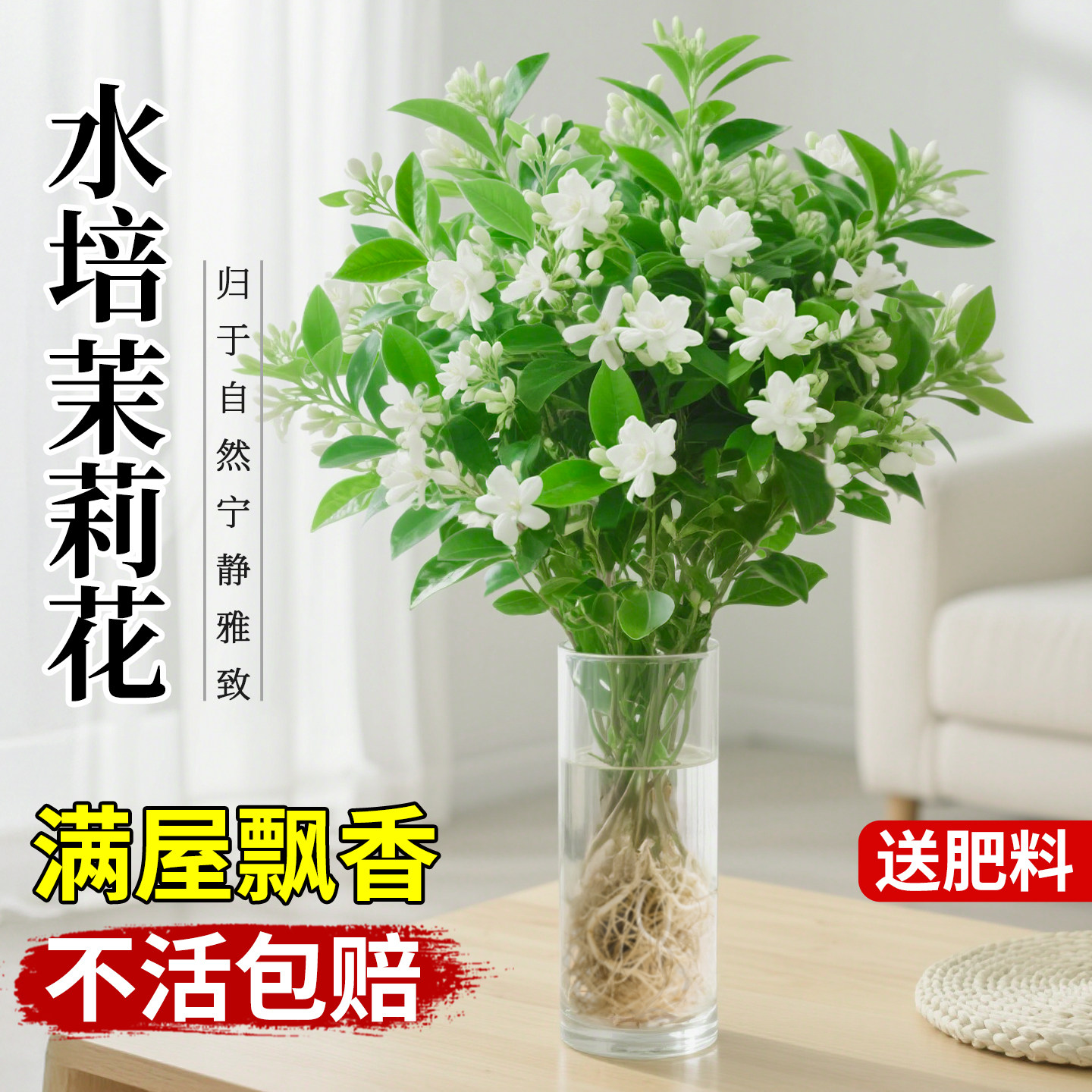 茉莉花水培植物花卉绿植室内盆栽四季好养客厅办公室桌面鲜花盆景
