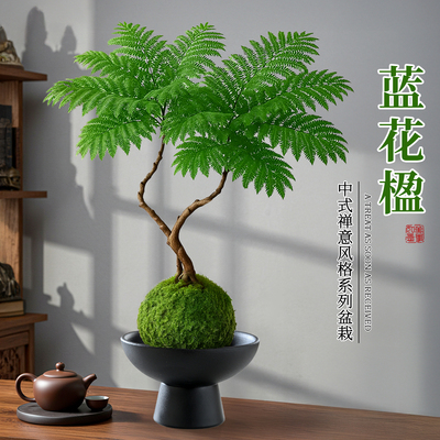 蓝花楹水培植物办公室桌面高级感客厅绿植摆件室内小盆栽四季好养