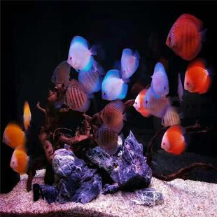 七彩神仙鱼活体财神红富士天子红蓝松石大型热带鱼南美观赏鱼包活