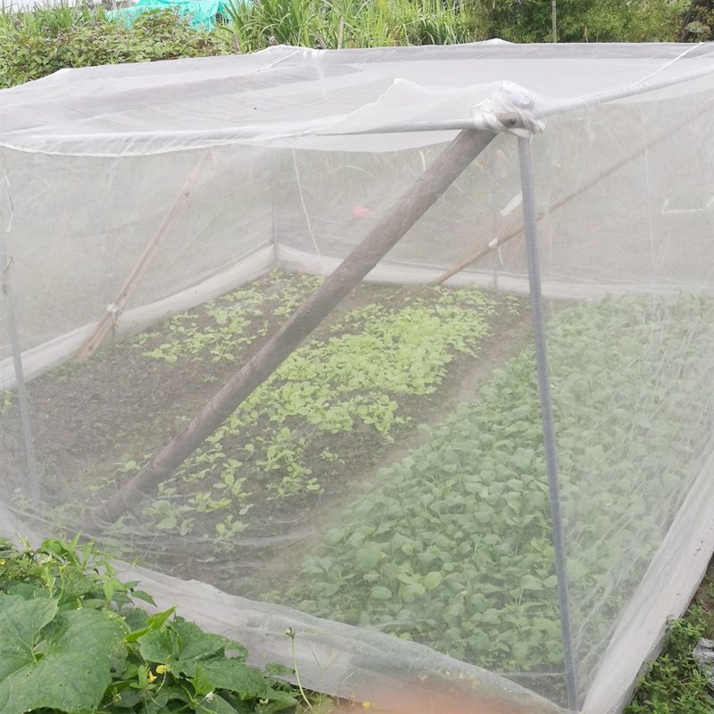 防虫网种菜专用植物罩果树防虫放白粉虱防鸟防晒网套蔬菜防果蝇套
