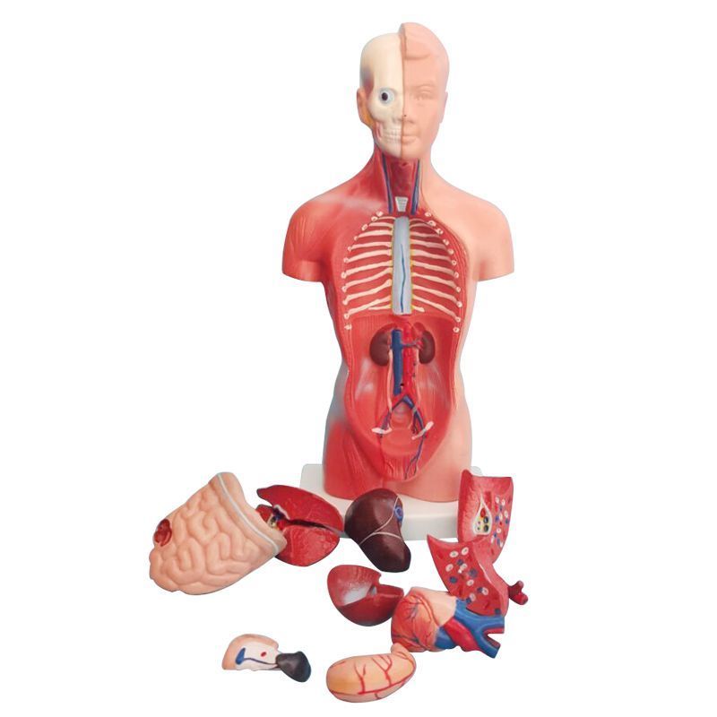 人体模型 28CM躯干 人体内脏解剖模型 医学教具骨骼 儿童益智玩具