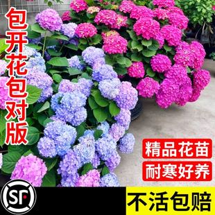 绣球花盆栽好养活花园高颜值花卉室内植物四季开花苗无尽夏秀球花