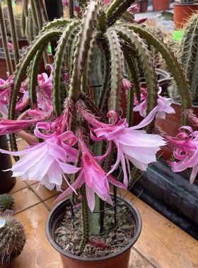 多肉绿植盆栽仙人掌科鼠尾令箭荷花金妞白檀昙花垂吊植物室内阳台