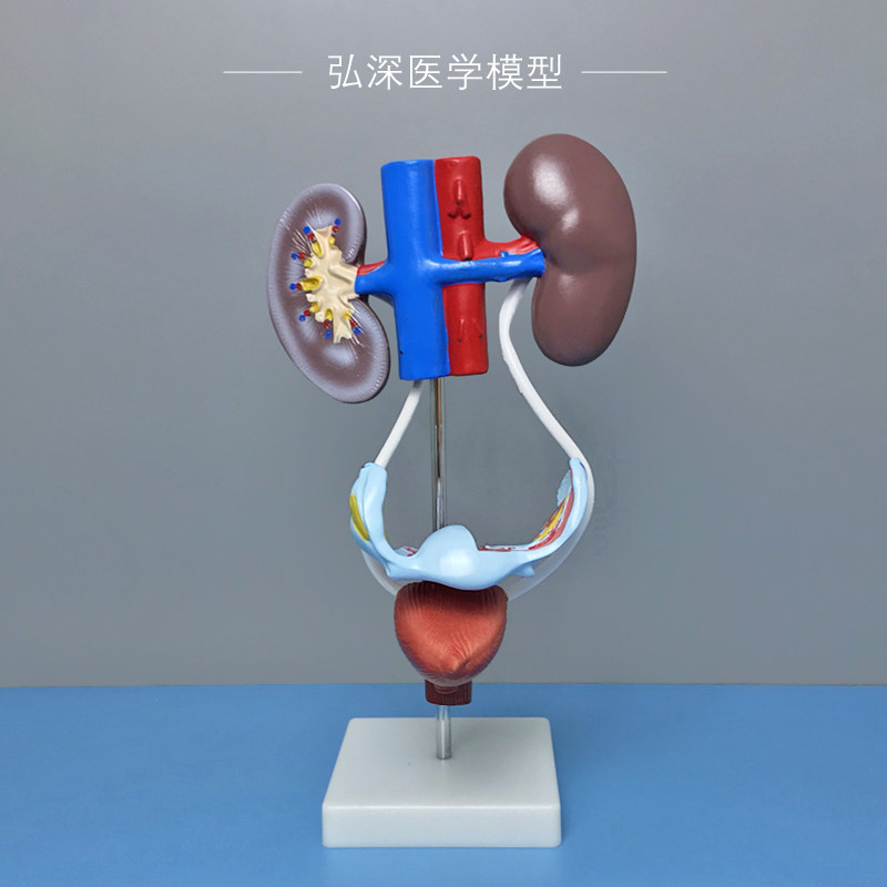 女性泌尿生殖系统模型肾脏膀胱子宫人体腹部器官结构医学教学模具