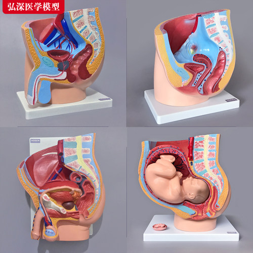 人体生殖系统模型矢状面解剖男