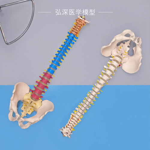 脊柱模型人体腰椎尾骨神经