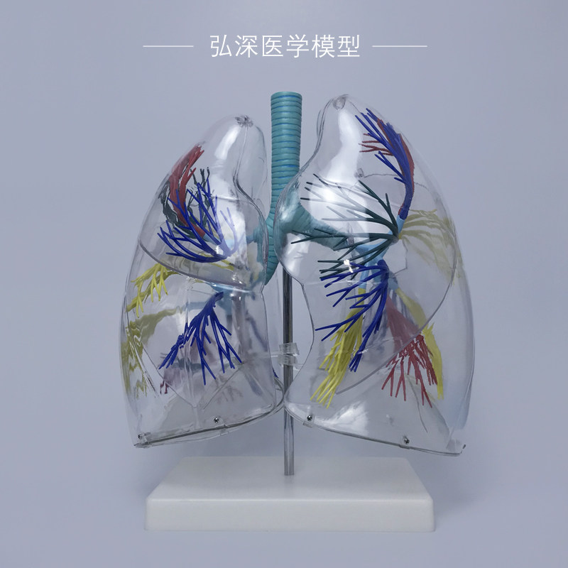 透明肺段模型人体呼吸系统支气管树内脏器官解剖结构医学教学讲解