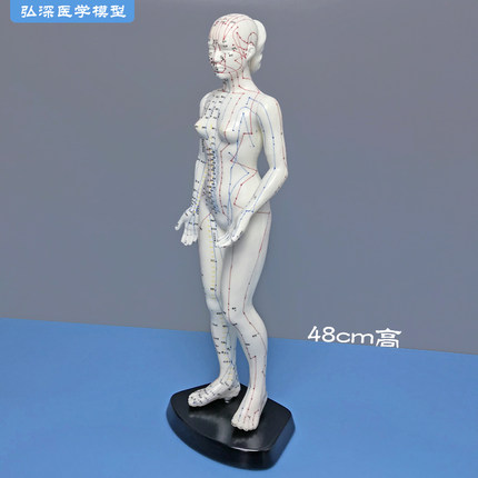 48cm高女性人体针灸穴位模型国标经穴奇穴中医经络通用教学模具