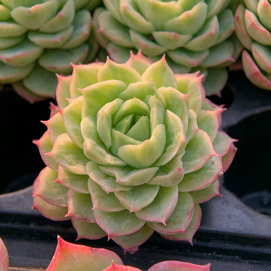 酸橙辣椒 景天科 多肉植物 满38包邮