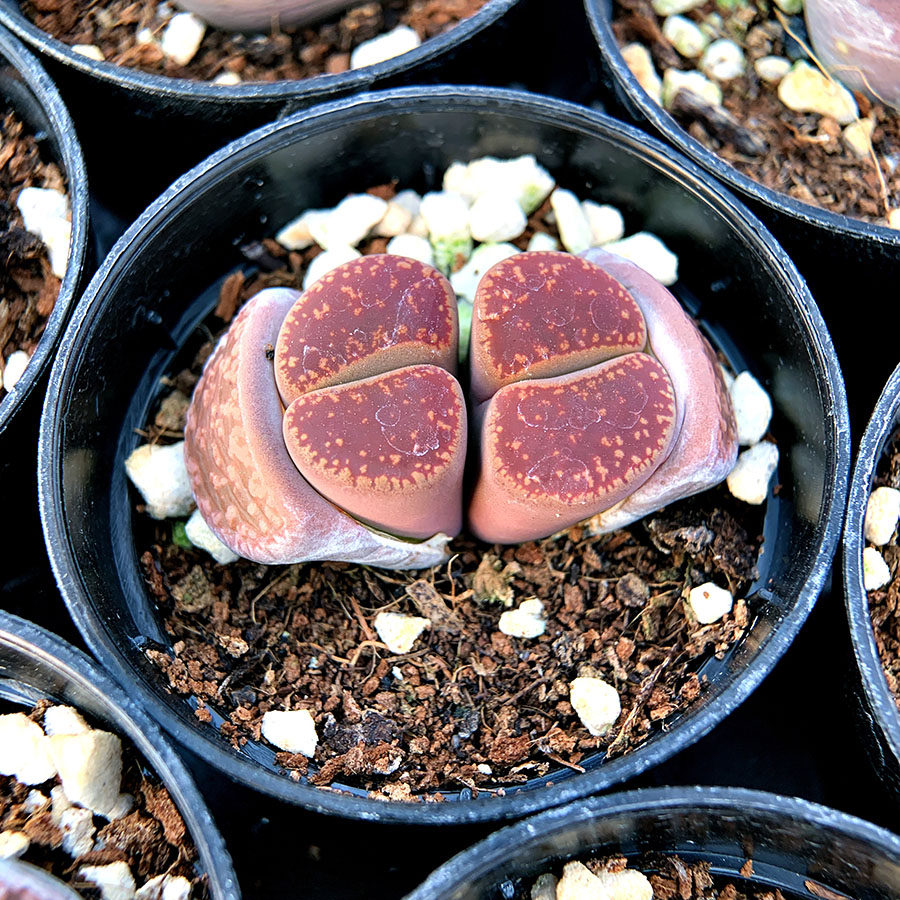 日轮玉母本群生 番杏科 生石花属 多肉植物 满38包邮