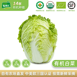 有机汇有机大白菜 山东大白菜农家蔬菜黄心无农残新鲜有机菜