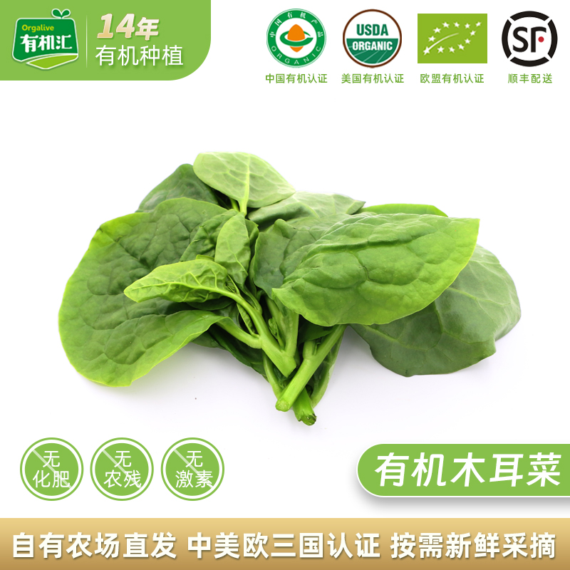 有机汇蔬菜新鲜蚕木耳菜