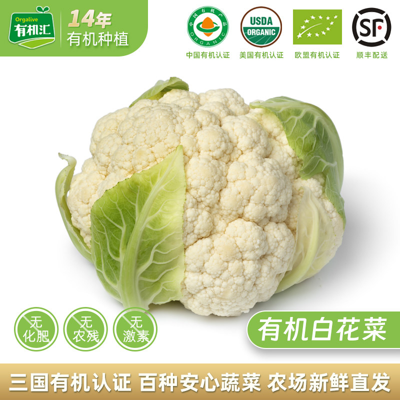 有机汇有机白花菜 新鲜蔬菜花椰菜花菜新鲜采摘配送菜花无农残
