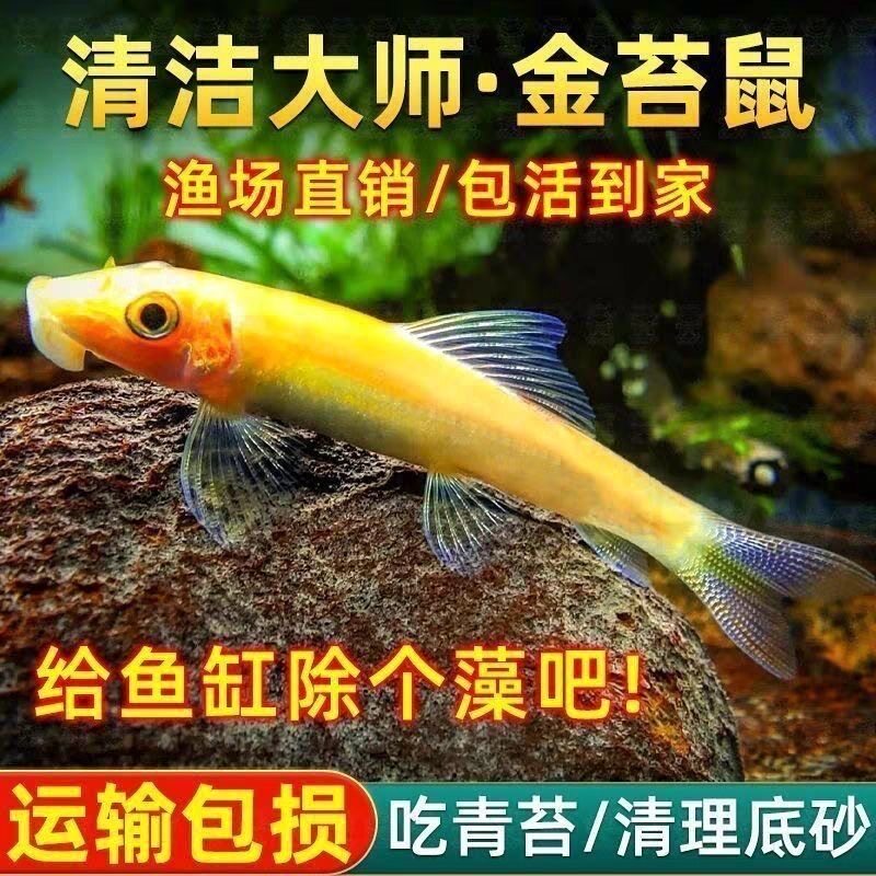 金苔鼠老鼠鱼热带观赏鱼缸活体除藻吃粪便垃圾清洁鱼工具鱼