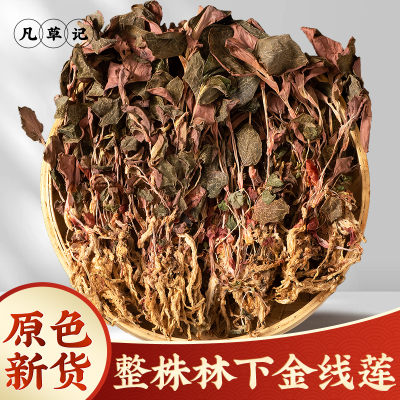 金线莲中药材精选林下整株