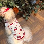 猫咪狗狗泰迪比熊约克夏马尔济斯衣服秋冬加绒加厚宠物背心家居服