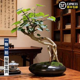 黄瑾树桩根艺提根高端高档盆景造型老桩植物办公室内桌面绿植盆栽
