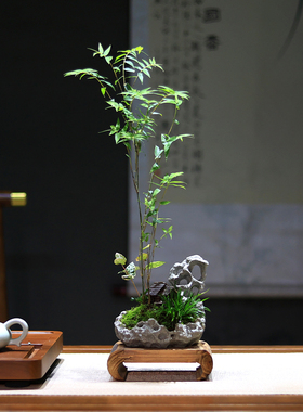 米竹盆栽绿植室内客厅办公室桌面造型盆景植物茶几摆件观赏凤尾竹