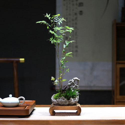 米竹盆栽茶桌小绿植摆件