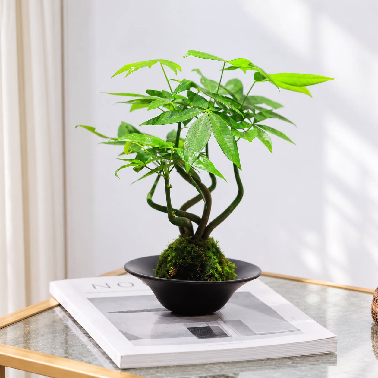 发财树小盆栽绿植水培植物苔藓球