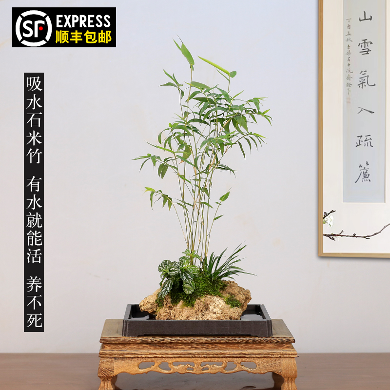 吸水石米竹盆栽附石菖蒲