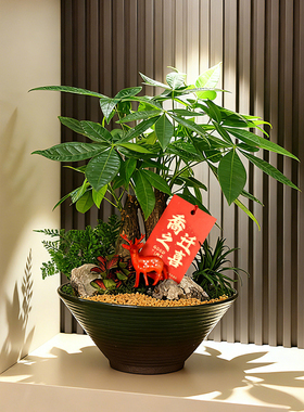 开业乔迁送礼发财树盆栽办公室内客厅绿植桌面植物盆景招财金钱树