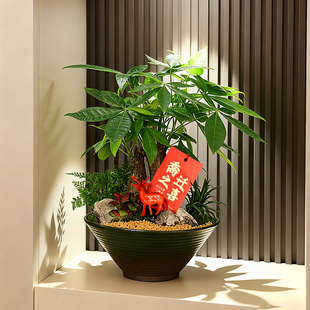 开业乔迁送礼发财树盆栽办公室内客厅绿植桌面植物盆景招财金钱树