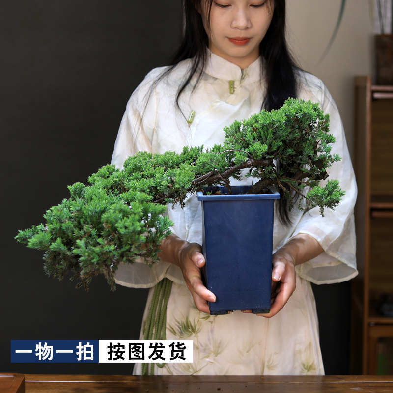 松柏老桩盆景一物一拍
