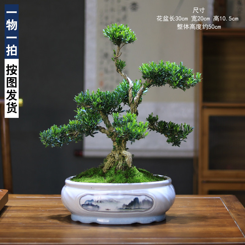 小叶雀舌黄杨盆景一物一拍