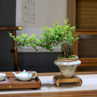 小叶雀梅盆景树桩造型老桩植物办公室内桌面绿植盆栽四季 常青好养
