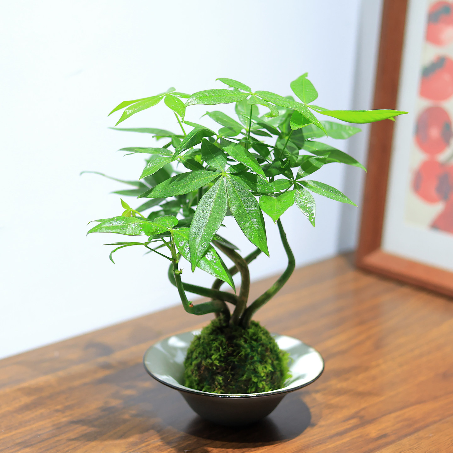 发财树小盆栽绿植水培植物苔藓球