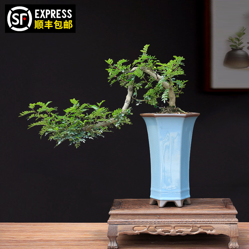 存货保障悬崖盆景送货上门