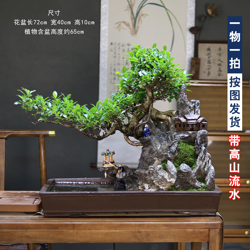 大型老桩榕树山水假山盆景