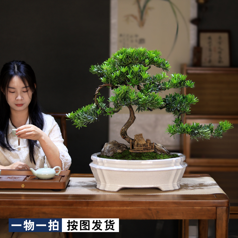 大型迎客松盆景真树造型罗汉松