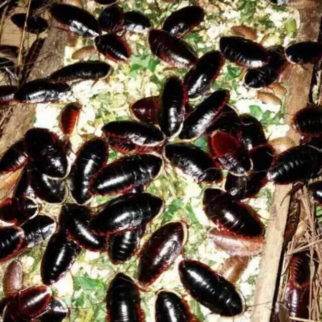 金边土元活体金边土鳖虫土元优质母种虫创业致富种虫 冰鲜虫发货