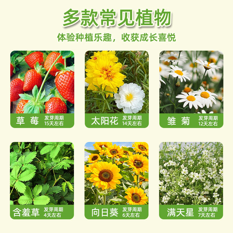儿童探索种植玩具生长观察小盆栽