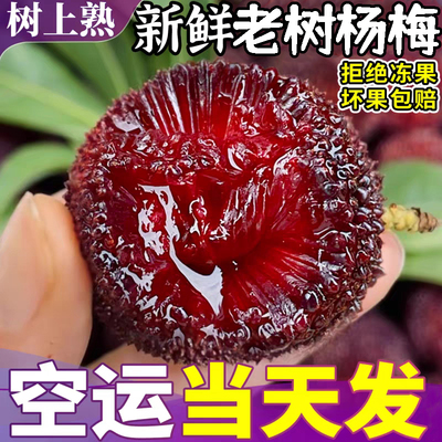 杨梅鲜果新鲜当季现摘现发孕妇水果可泡酒福建2026年采摘东魁大果