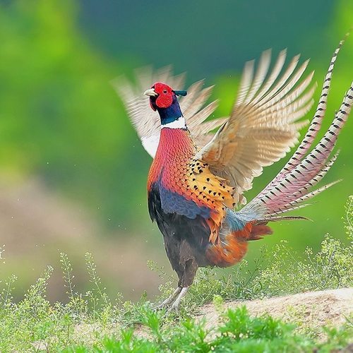 活鸡山鸡鸡苗纯种鲜活七彩活体鸡养殖幼苗包活正宗观赏山鸡苗幼小