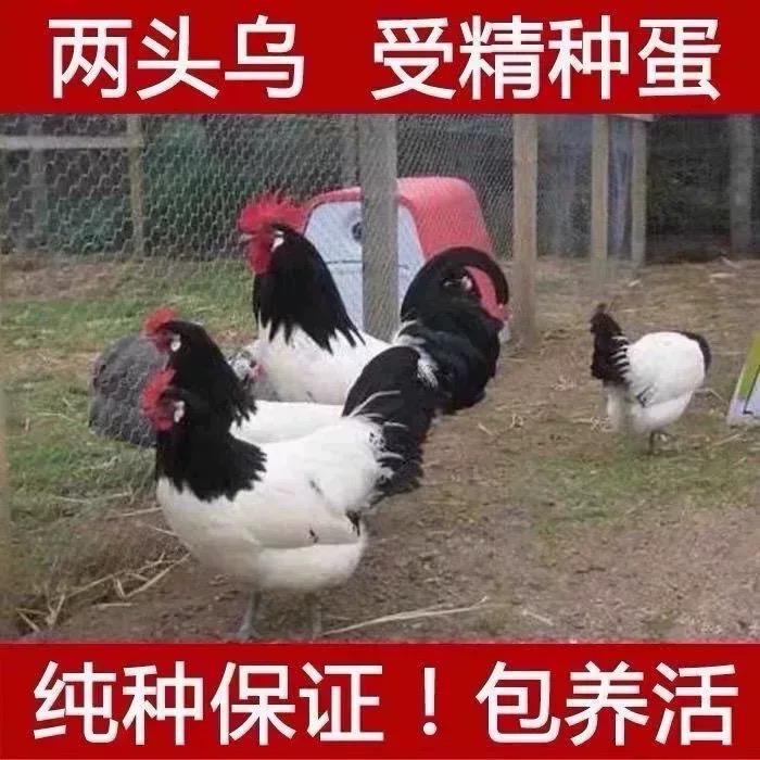 两头乌种蛋红色两头乌观赏鸡宠物鸡可孵化受精种蛋包纯种包受精率